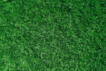 エクステリア 庭はどんな感じですか?(芝、ウッドデッキ)
